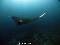 Amazing Manta.
More photos:  www.jornari.com by Jorn Ari 